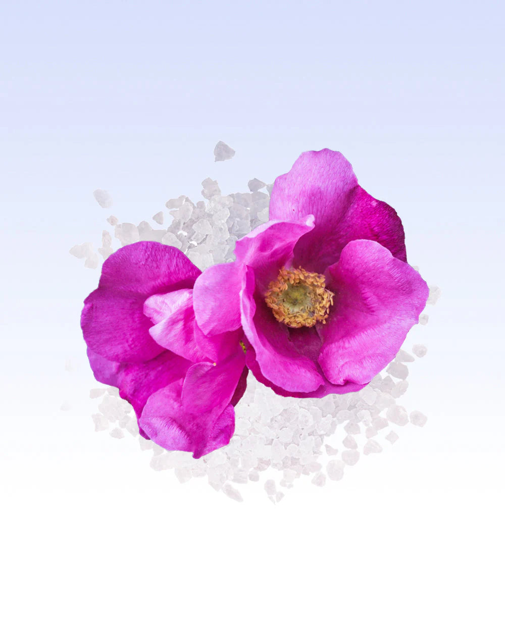 Pink flower on a bed of small white stones with a light purple background