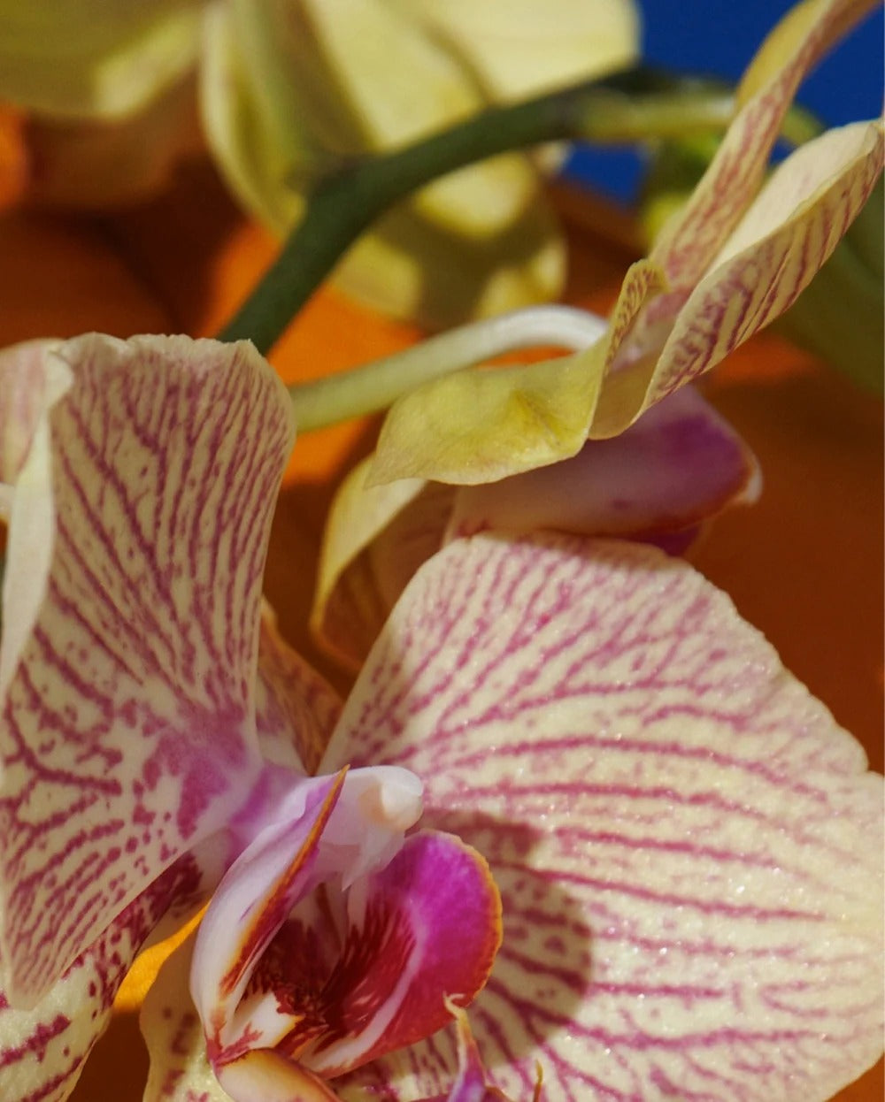 Close-up of a pink and white orchid with a blurred background
