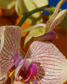 Close-up of a pink and white orchid with a blurred background